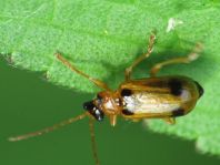 Phyllobrotica quadrimaculata