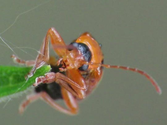 Phyllobrotica quadrimaculata