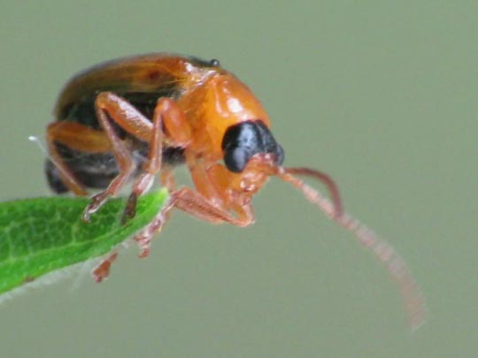 Phyllobrotica quadrimaculata