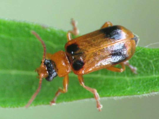 Phyllobrotica quadrimaculata