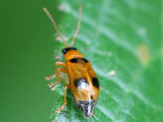 Phyllobrotica quadrimaculata