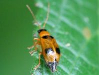 Phyllobrotica quadrimaculata