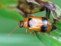 Phyllobrotica quadrimaculata