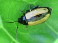 Phyllotreta armoraciae