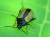 Phyllotreta armoraciae