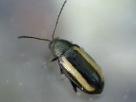 Phyllotreta vittula