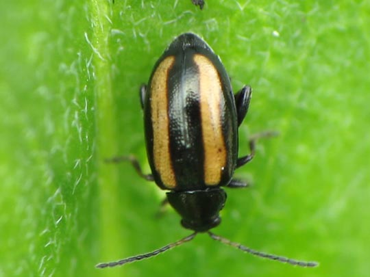 Phyllotreta nemorum
