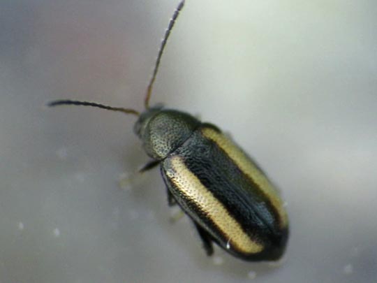 Phyllotreta vittula
