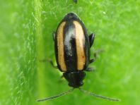 Phyllotreta nemorum