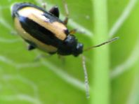 Phyllotreta sp.