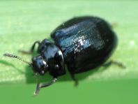 Plagiodera versicolora