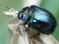 Plagiodera versicolora