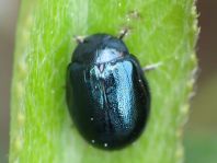 Plagiodera versicolora