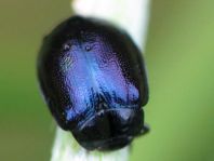 Plagiodera versicolora