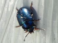 Plagiodera versicolora