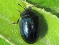 Plagiodera versicolora