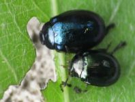 Plagiodera versicolora