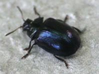 Plagiodera versicolora