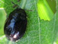 Plagiodera versicolora