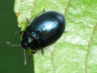 Plagiodera versicolora