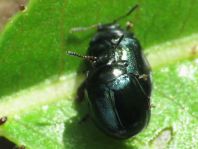 Plagiodera versicolora