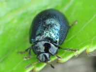 Plagiodera versicolora
