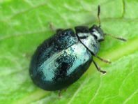 Plagiodera versicolora