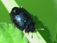 Plagiodera versicolora