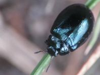 Plagiodera versicolora