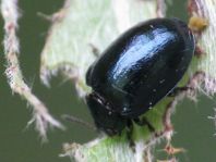 Plagiodera versicolora