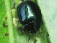 Plagiodera versicolora