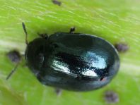 Plagiodera versicolora