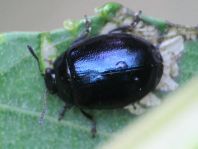 Plagiodera versicolora