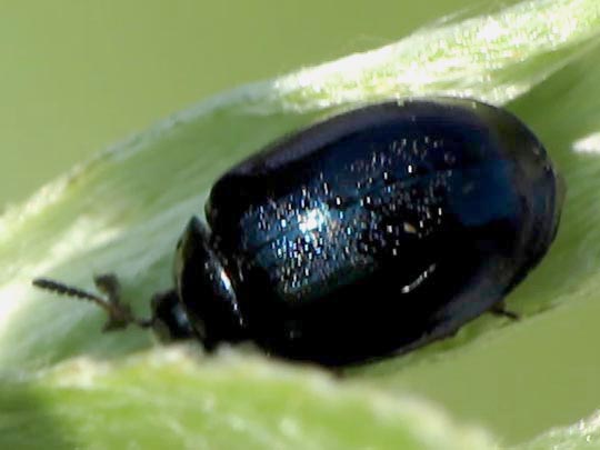 Plagiodera versicolora