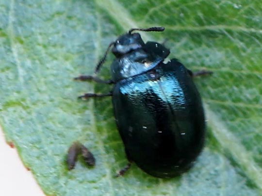 Linaeidea aenea, Erzfarbener Erlenblattkäfe