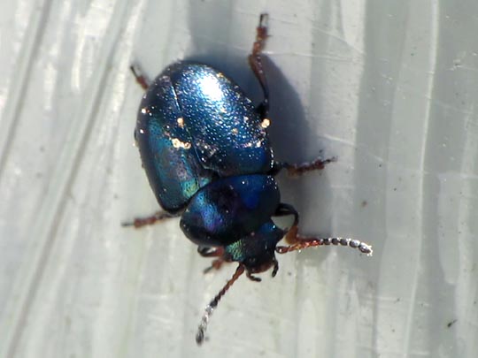 Plagiodera versicolora