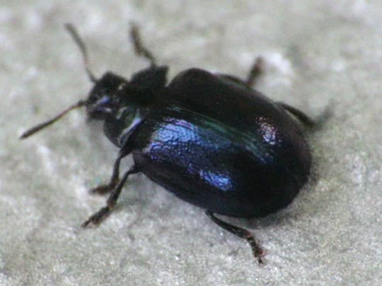 Plagiodera versicolora