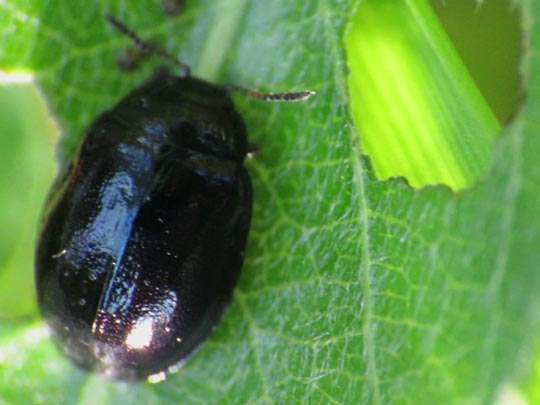Plagiodera versicolora