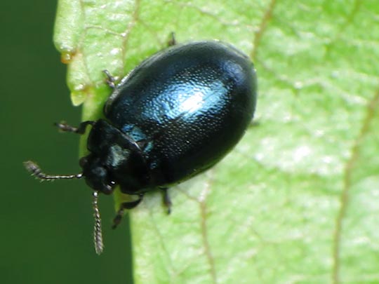 Plagiodera versicolora
