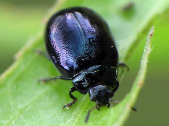 Plagiodera versicolora