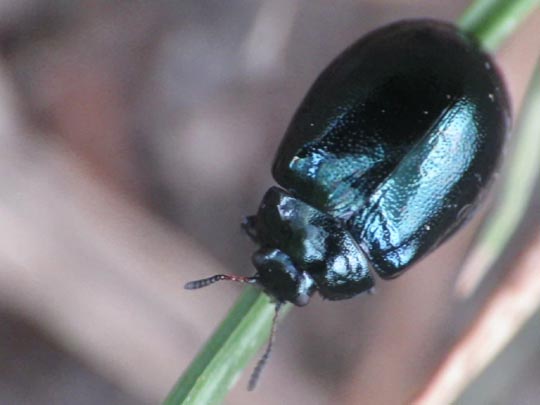 Plagiodera versicolora