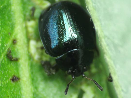 Plagiodera versicolora