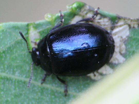 Plagiodera versicolora