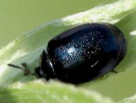 Plagiodera versicolora