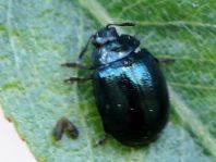 Plagiodera versicolora