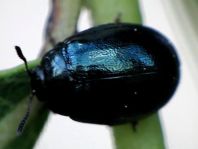 Plagiodera versicolora