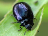 Linaeidea aenea, Erzfarbener Erlenblattkäfer