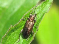 Plateumaris sericea