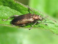 Plateumaris sericea
