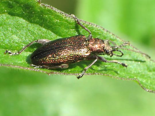 Plateumaris sericea